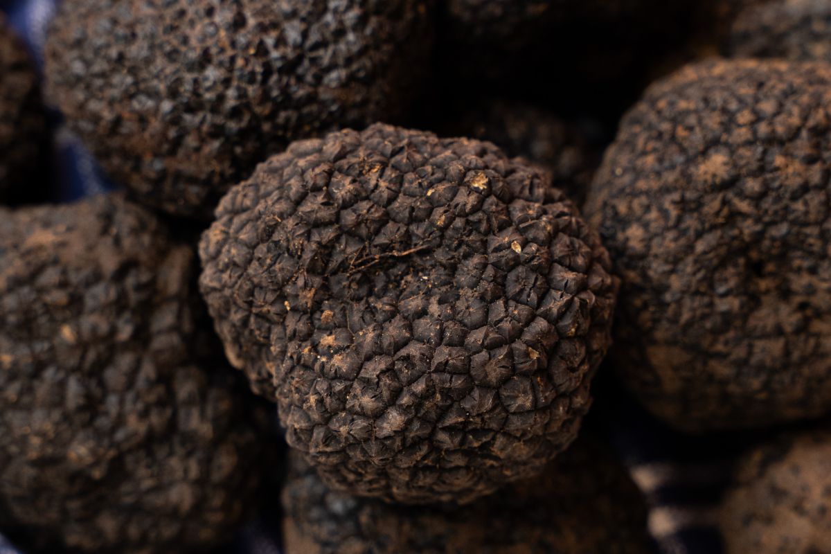 Dove si Trova il Tartufo