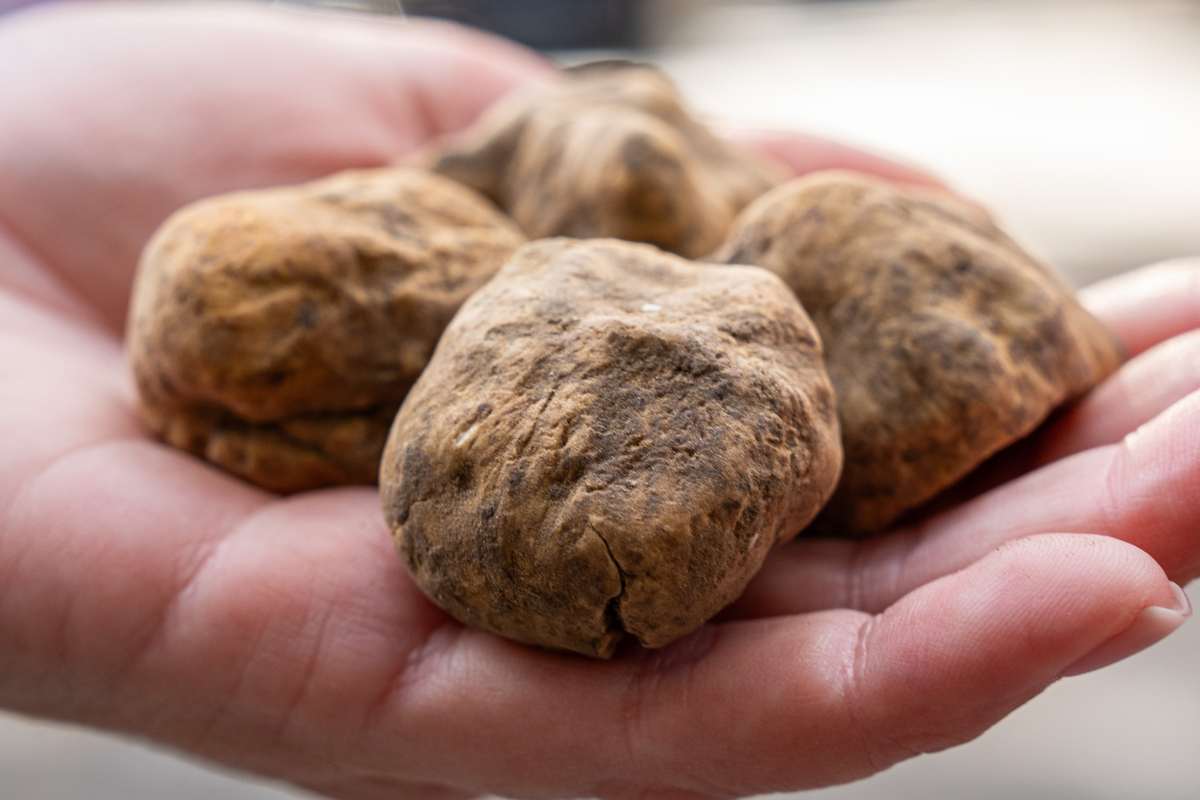 Guida Completa al Prezzo del Tartufo Bianco Pregiato