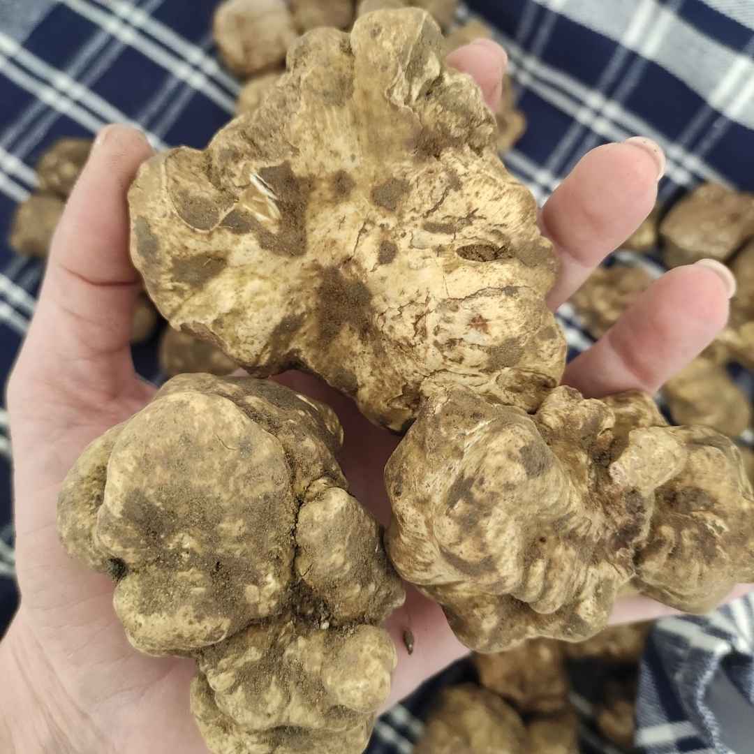 KIT Start Pack - Affetta tartufi + Spazzola morbida + Tartufo Bianco