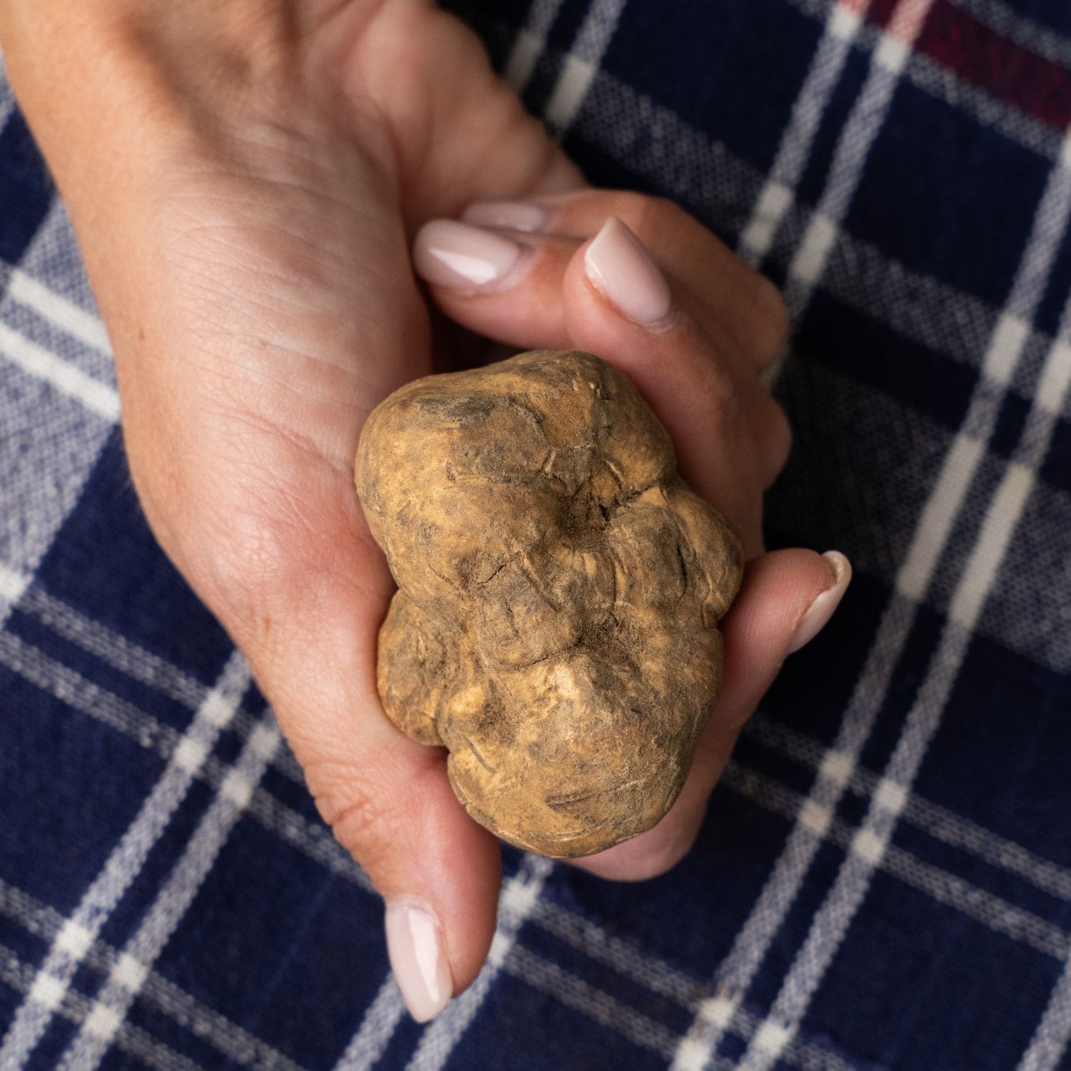 Tartufo Bianco + Truffle Slicer omaggio
