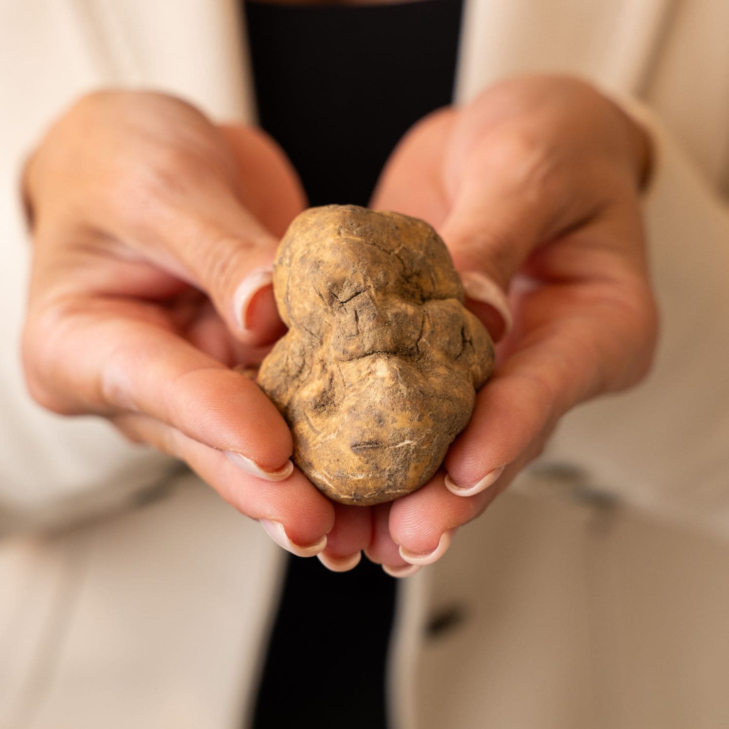 Tartufo Bianco + Truffle Slicer omaggio