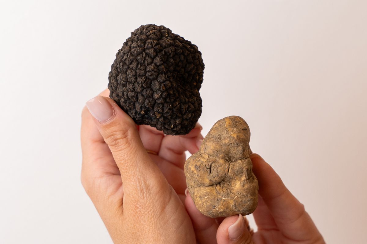 Differenze fra tartufo bianco e nero
