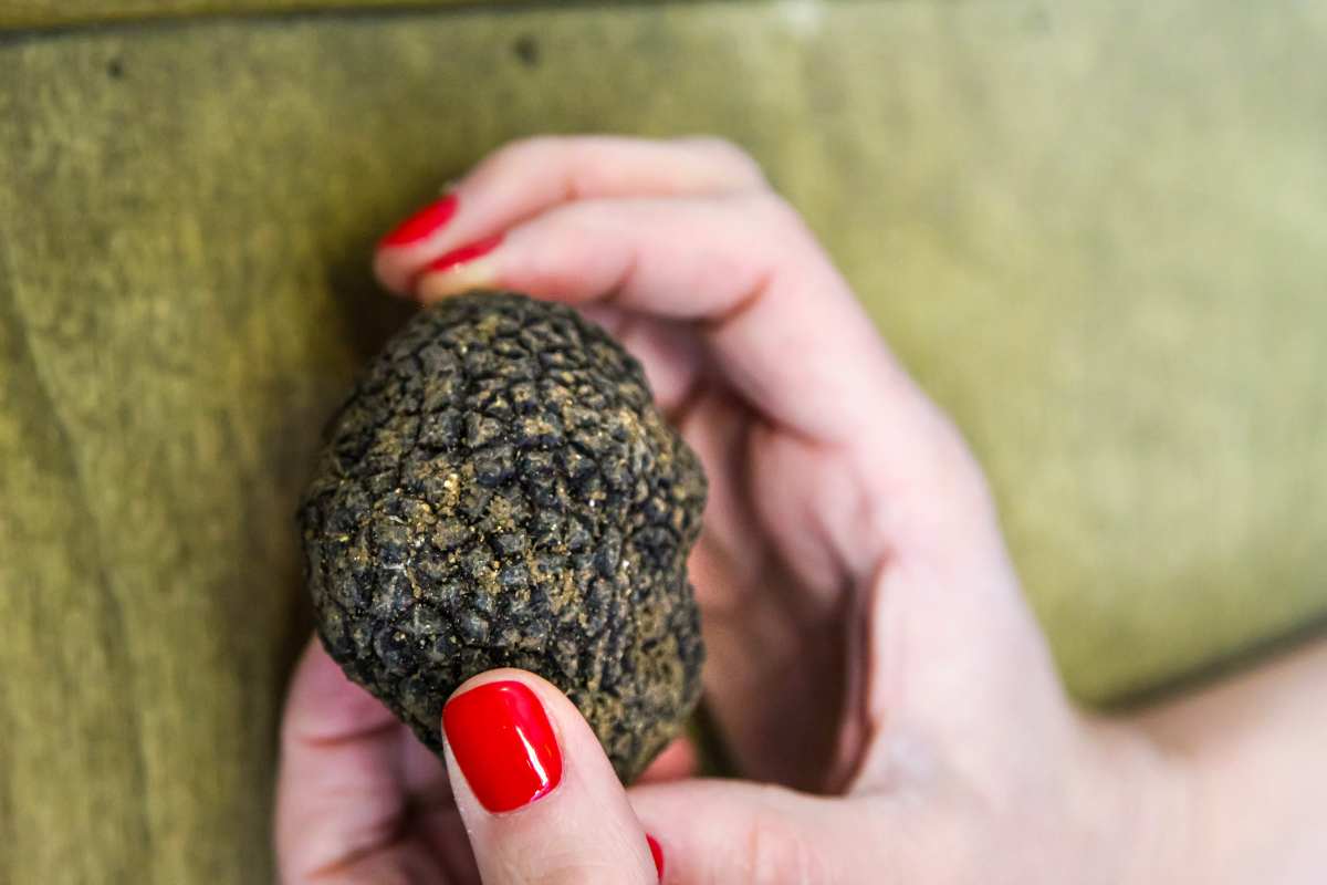 Tartufo Nero Pregiato, tutto quello che devi sapere
