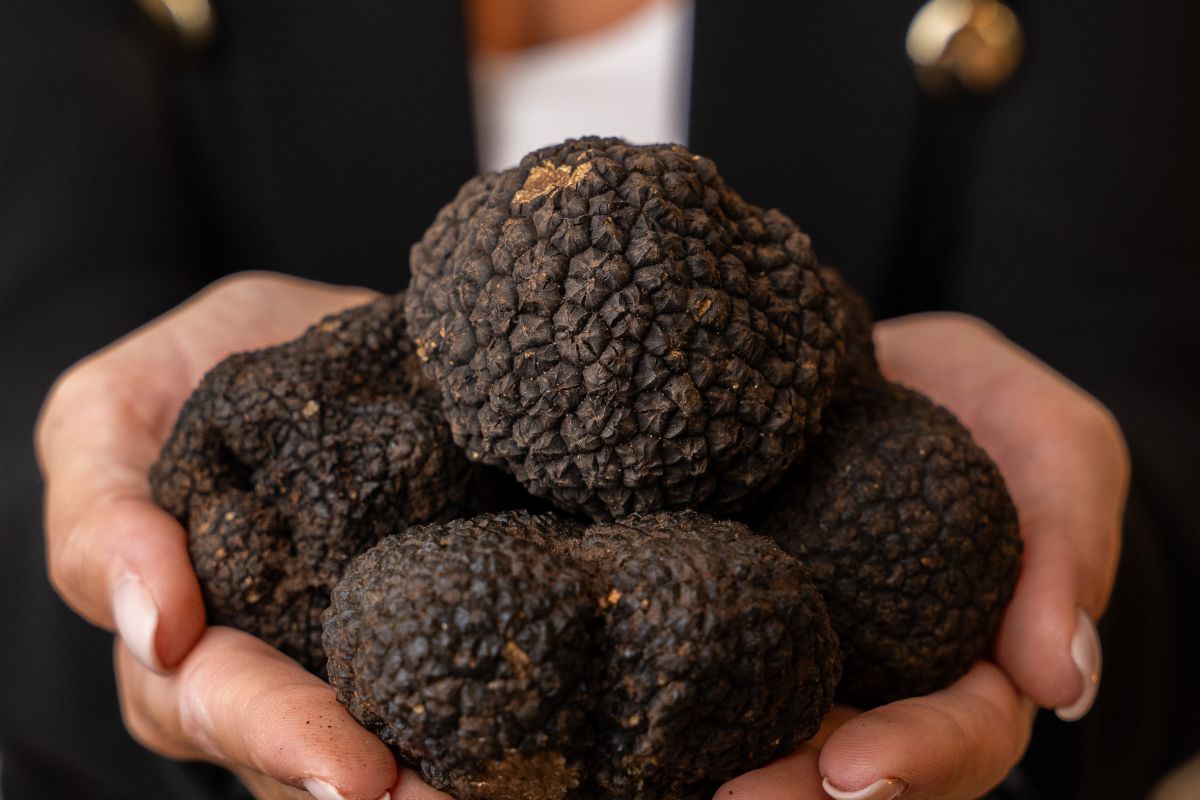 Riconoscere un Tartufo Fresco