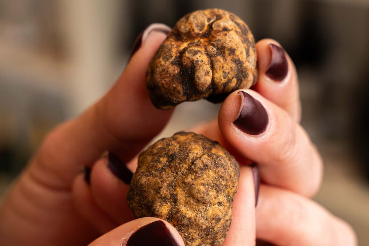Tartufo Bianchetto o Marzuolo: come riconoscerlo, gustarlo e conservarlo