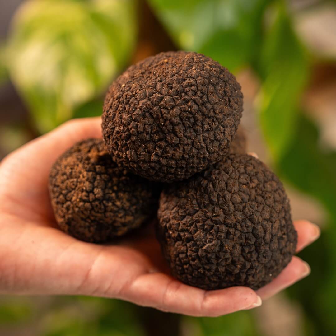 Tartufo Nero Uncinato + Burro omaggio