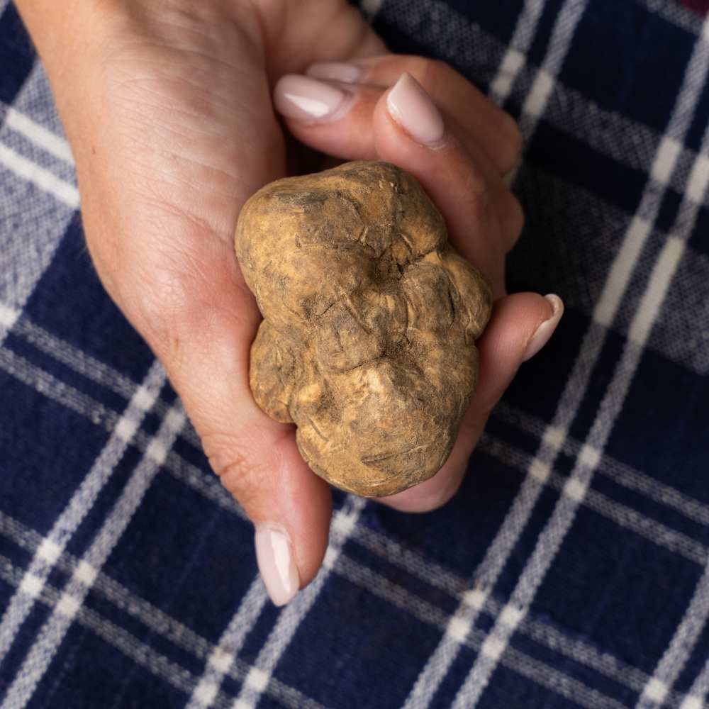 Kit Tartufo Bianco Pregiato Fresco – Affetta Tartufi e Spazzola